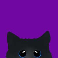 Chat curieux aux yeux bleus sur fond rose.