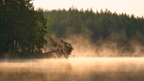 Dead tree, in the fog that reaches into the water at dawn