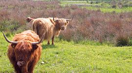 Schotse Hooglanders aan de Vechte in Hardenberg by Kees Rustenhoven
