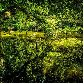 Grüne Natur Spiegelung im See von Dieter Walther