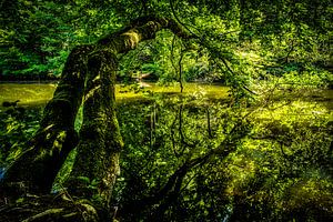 Grüne Natur Spiegelung im See