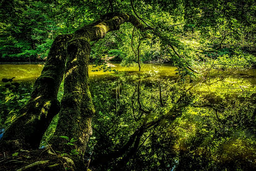 Groene natuur weerspiegeld in het meer van Dieter Walther