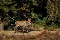 red deer