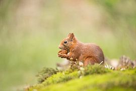 the walnut by hanny bosveld