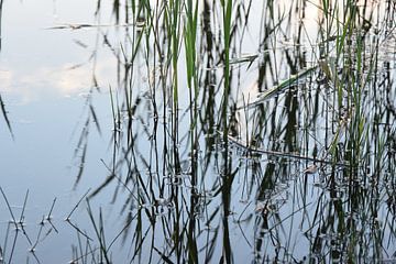 Abstract of Reed in marshland. by Christa Stroo photography