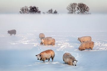 Winter in the Alblasserwaard by Ko Hoogesteger