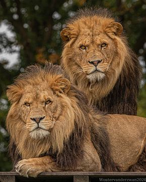 Two lions. by Wouter Van der Zwan