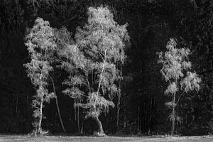 Mit Raureif überzogene Birken vor einem dunklen Wald von Denis Feiner