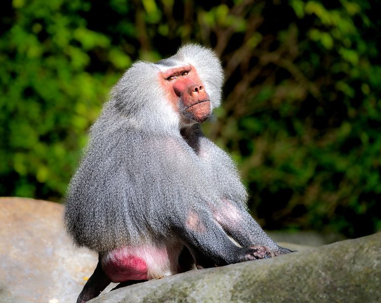 Babouin assis sur un rocher par ManfredFotos