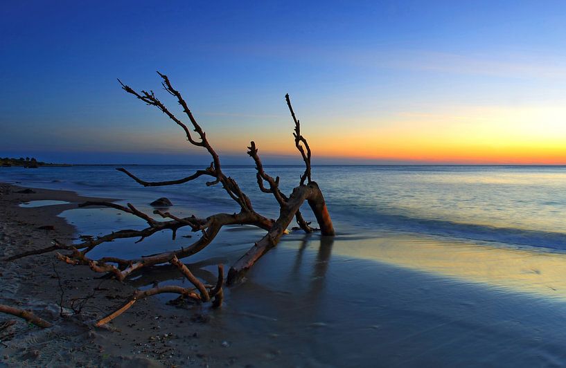 Old tree- flotsam on the beach by Frank Herrmann