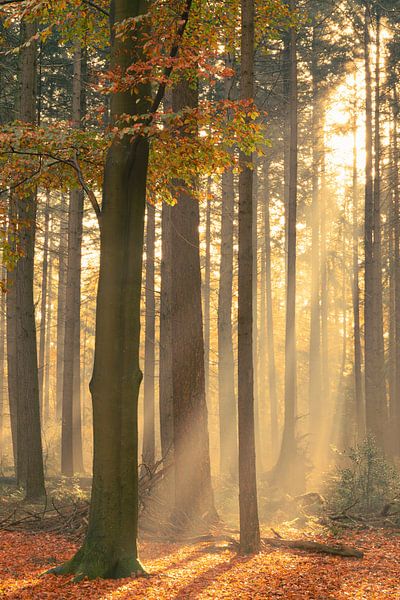 Sunbeams between the trees by Ideasonthefloor