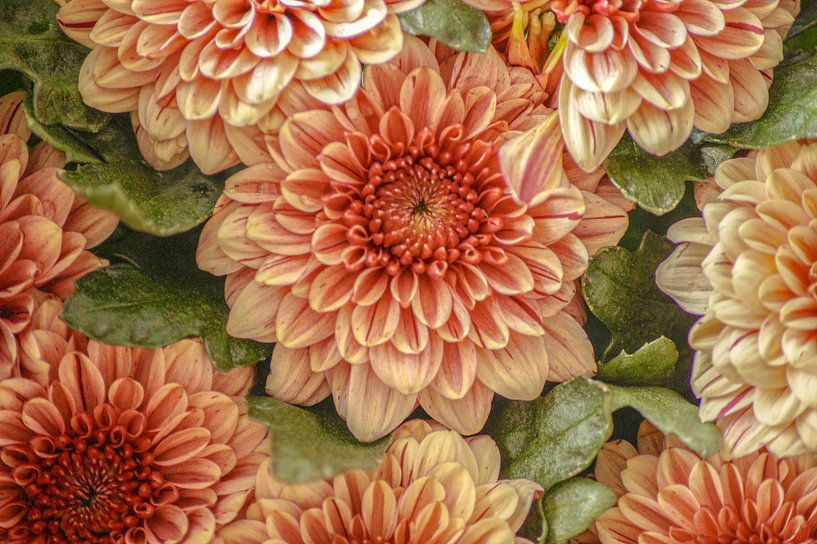 Oranje dahlia van Niek Traas