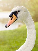 Portret van een zwaan