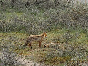 Fox with cubs by Marjon Woudboer