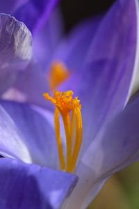 Timbre et étamines d'un crocus