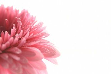 Gerbera van Mandy Jonen