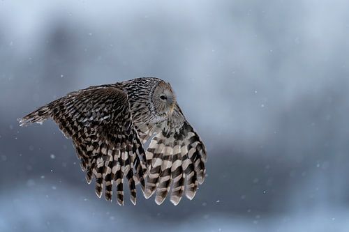 The Ural Owl in the snow by Rando Kromkamp Natuurfotograaf