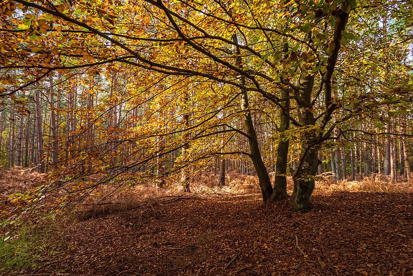 Bomen met herfstkleurige bladeren op Fischland-Darß van Rico Ködder