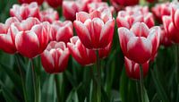 Rote und weiße Tulpen von Harold Versteeg Miniaturansicht