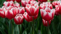 Rode en witte tulpen