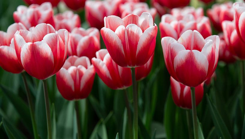 Rote und weiße Tulpen von Harold Versteeg
