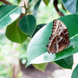 Vlinder op groen blad von Ilse Radstaat