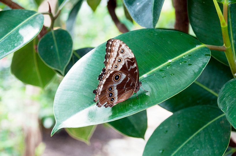 Vlinder op groen blad by Ilse Radstaat