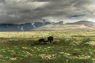 Rondane national park by Marc Hollenberg thumbnail