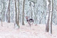 Hirsch in einem verschneiten Wald von Marianne Jonkman Miniaturansicht