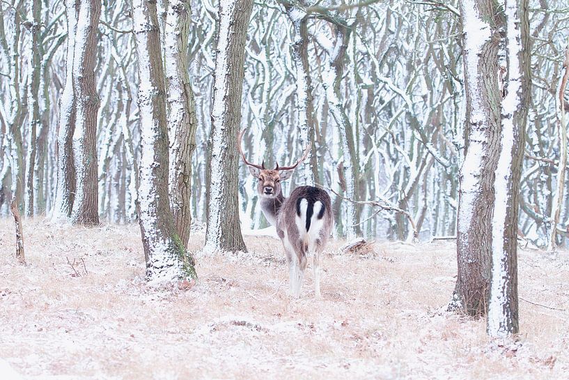 Hirsch in einem verschneiten Wald von Marianne Jonkman