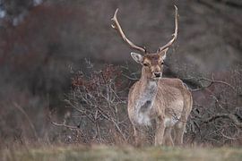 A deer in the forest looking at the photographer by 7.2 Photography
