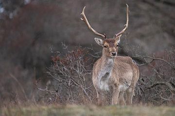 Een hert in het bos kijkend naar de fotograaf van 7.2 Photography