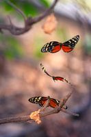 Close-up van vlinder op veldbloem in Noord-Holland, Nederland