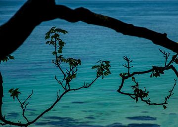 Boomtak voor turquoise zee van Arina Keijzer