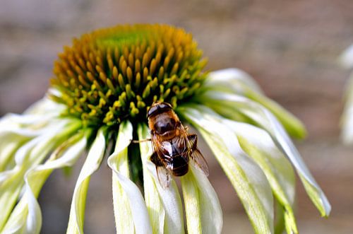 Een bij op een Witte Zonnehoed