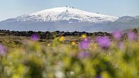 Pic de montagne enneigé parmi des fleurs de printemps