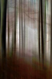 Im Nebel - Waldlichtung
