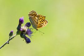 Schoonheid verborgen in het volle zicht: Keizersmantel en distel van Walter G. Allgöwer
