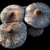 Champignon parasol sur Jan Tuns