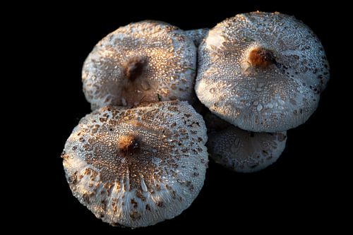 Champignon parasol sur Jan Tuns