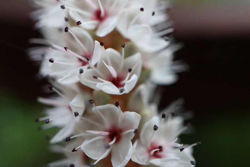 persicaria darjeeling red by Bart Hoogendoorn