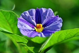 a blue gentian bush flower