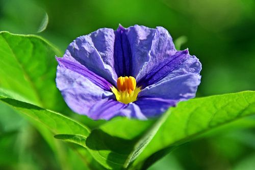 een bloem van een blauwe gentiaanstruik