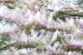 DE WINDRIVIER - WINDY RIVER