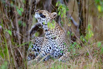 Stretching Leopard van Peter Michel
