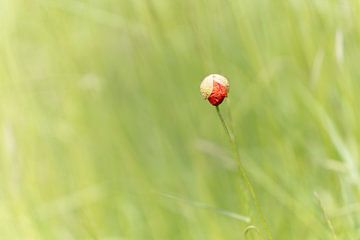 Minimalistische Mohnblume in weichem Licht von Miranda Geerts Art