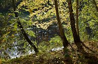 Landschap  ,doorkijkje bij het water in de herfst van Janny Schilderink......Atelier "de Tuute " thumbnail