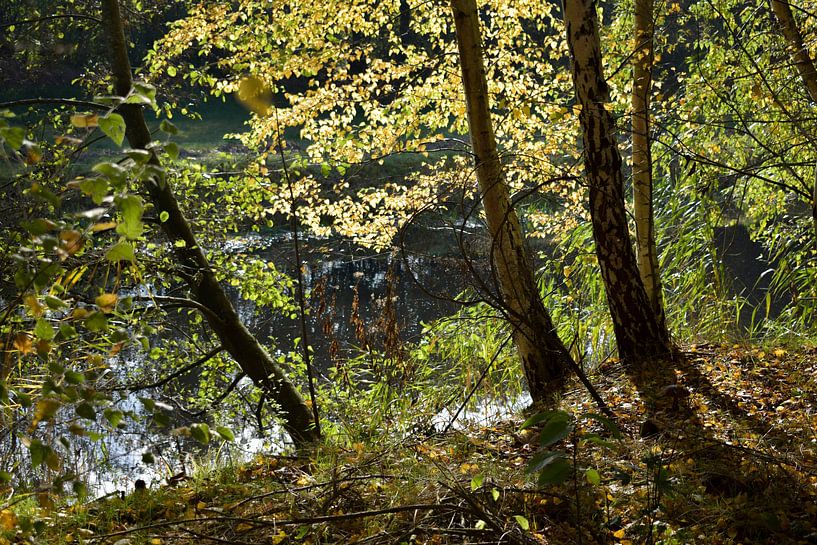 Landschap  ,doorkijkje bij het water in de herfst van Janny Schilderink......Atelier "de Tuute "