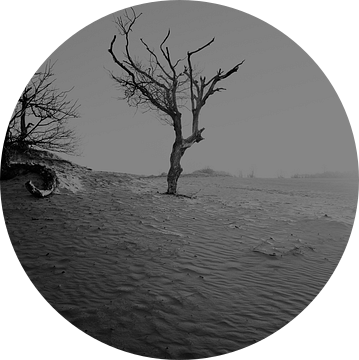 eenzame boom in hollandse duinen van Karel Ham