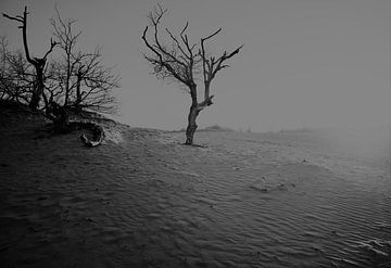 lonely tree in Dutch dunes by Karel Ham